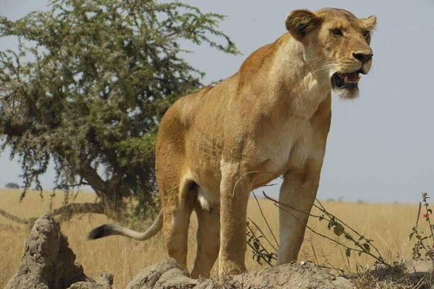 Masai Mara, Serengeti & Ngorongoro, Let Your Luxurious Migration Safaris Begin!