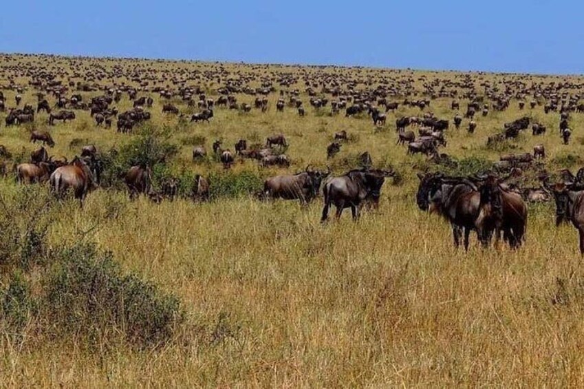 Masai Mara, Serengeti & Ngorongoro, Let Your Luxurious Migration Safaris Begin!