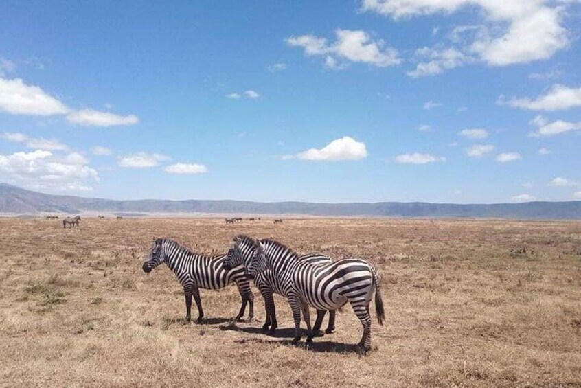 Masai Mara, Serengeti & Ngorongoro, Let Your Luxurious Migration Safaris Begin!