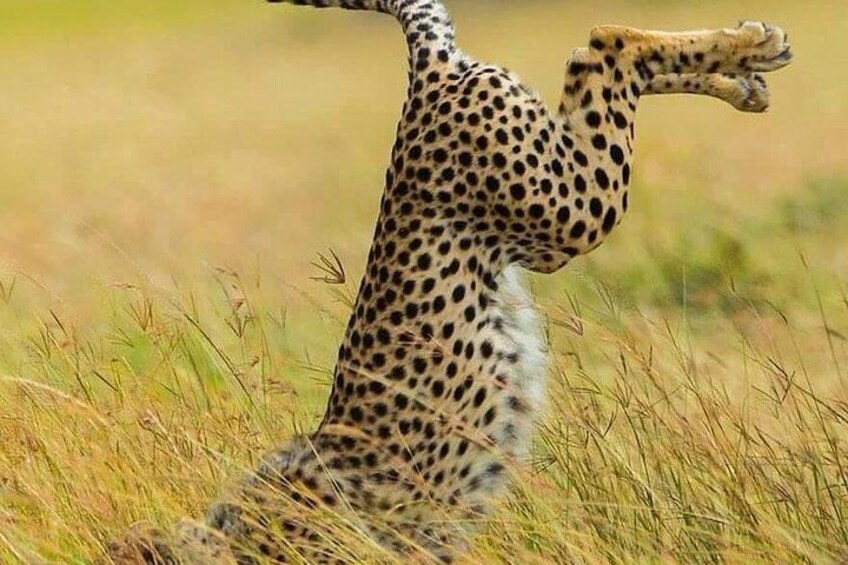 Masai Mara, Serengeti & Ngorongoro, Let Your Luxurious Migration Safaris Begin!