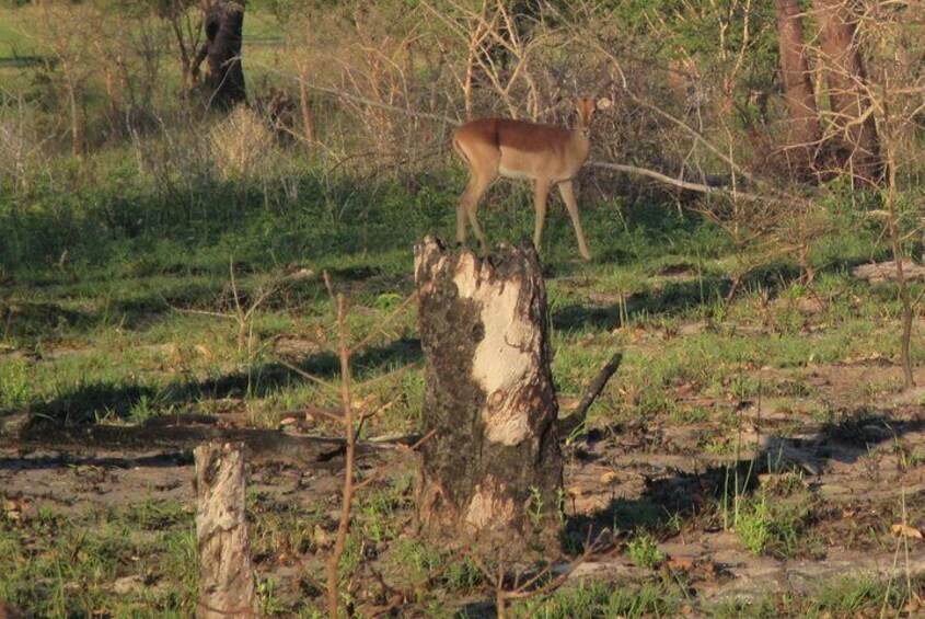 Maputo Special Reserve every Saturday (Open Vehicle)