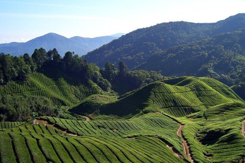 Cameron Highlands: Mossy Forest Discovery