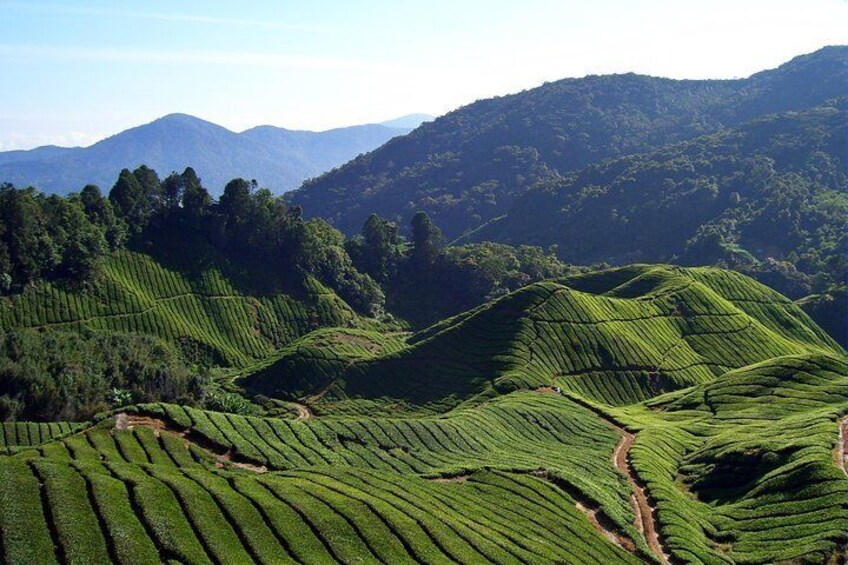Cameron Highlands: Mossy Forest Tour