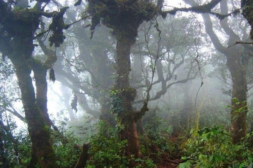 Cameron Highlands: Nature's Wonder Amazing Rafflesia Explorer