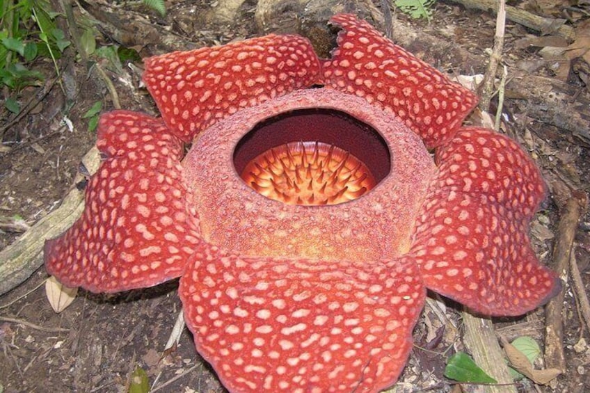 Rafflesia