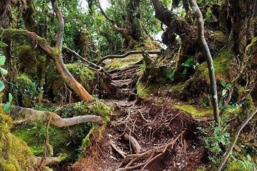 Cameron Highlands: Nature's Wonder Amazing Rafflesia Explorer