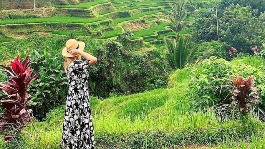 Nice view of Tegal lalang rice terrace