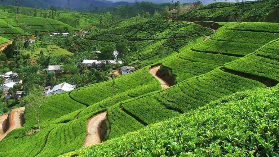 Tea Factory Tour - ASY Tours