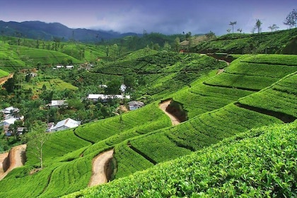 Explore Nuwara Eliya | Experience the Best Tea in the World
