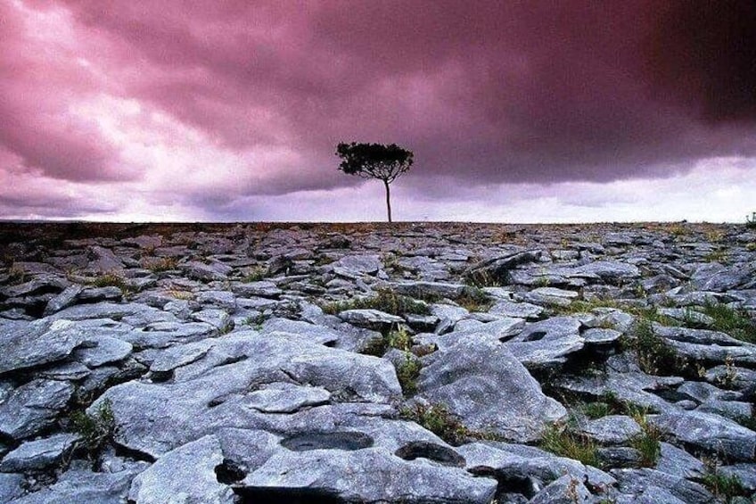 Walking in the unique Burren landscape & perfumery visit. Clare. Guided 4 hrs