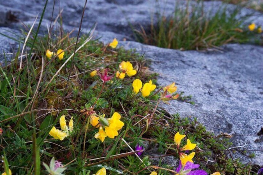 Mullaghmore Hill walk in the Burren, Clare. Private Guided. 2 hrs
