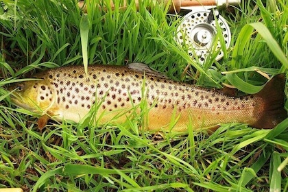 Wild Brown Trout fishing. Lough Corrib. French speaking Ghillie/Guide. Full...