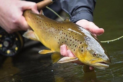 Wild Brown Trout fishing. Lough Corrib. French speaking Ghillie/Guide. Full...