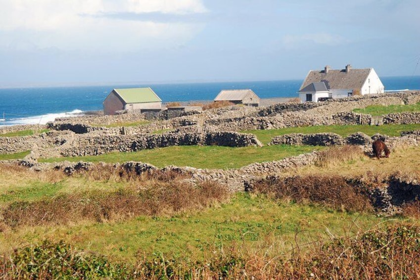 Aran Islands, Cliffs of Moher & Cliff Cruise tour from Galway. Guided. Full day