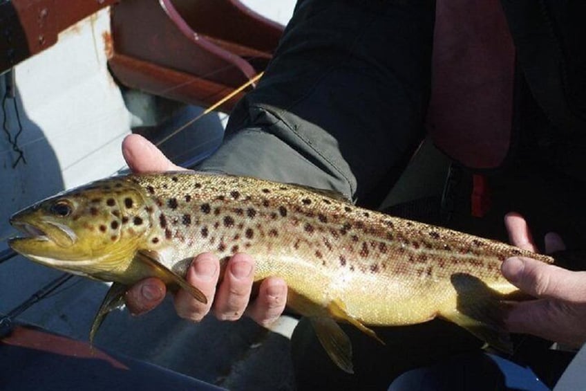 River fishing for Wild Brown Trout. Ballynahinch River, French speaking Ghillie