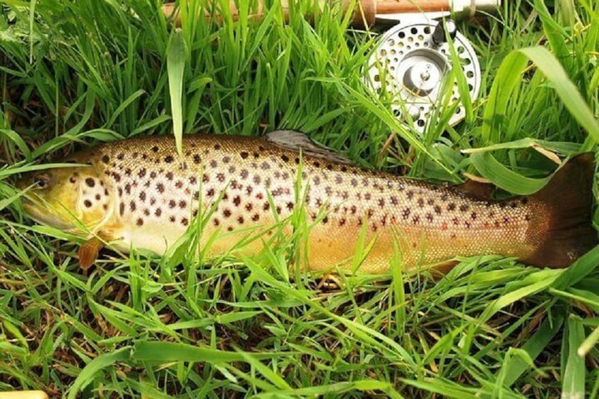 River fishing for Wild Brown Trout. Ballynahinch River, French speaking Ghillie