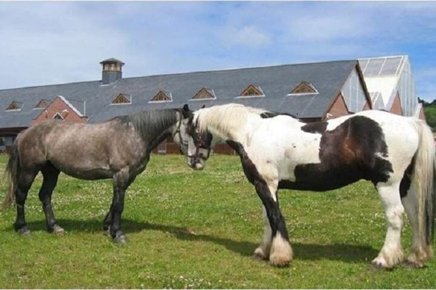 Killarney National Park Horseback Ride. Co Kerry. Guided. 2 hours.