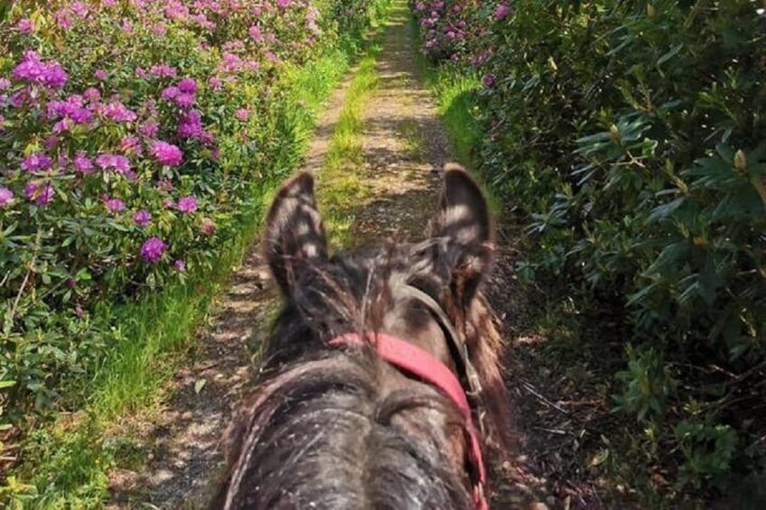 Killarney National Park Horseback Ride. Co Kerry. Guided. 2 hours.
