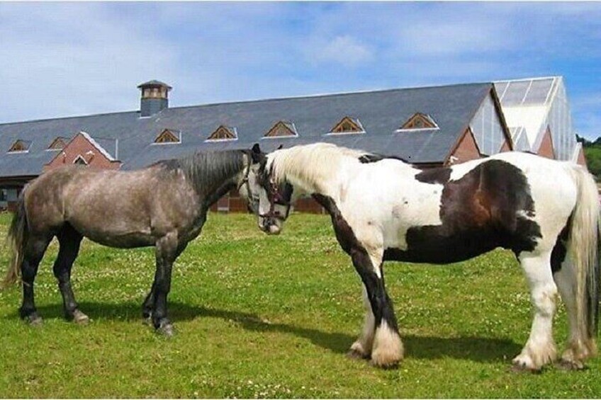 Killarney National Park Horseback Ride. Co Kerry. Guided. 3 hours.