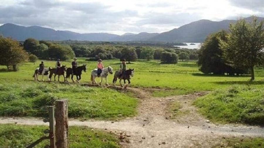 Killarney National Park Horseback Ride. Co Kerry. Guided. 1 hour.