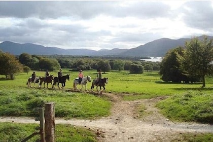 Killarney National Park Horseback Ride. Co Kerry. Guided. 1 hour.