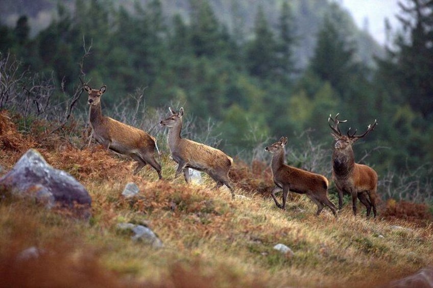 Wild Red Deer Viewing Safari, Connemara. Guided 3hrs