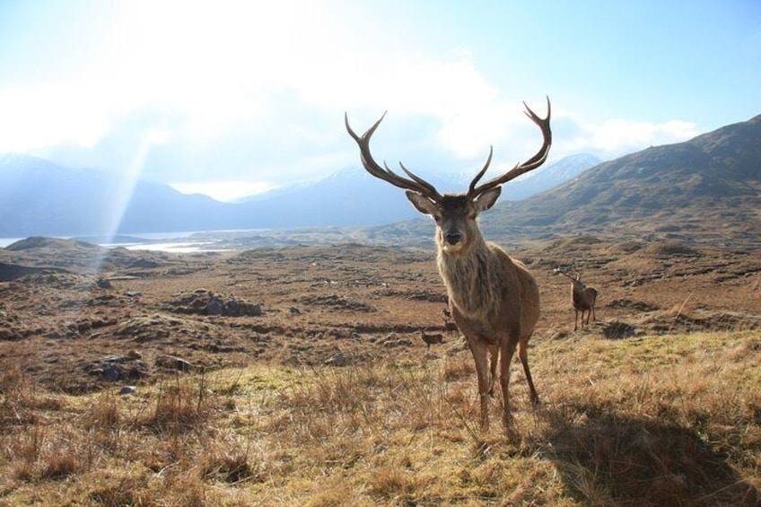 Wild Red Deer Viewing Safari, Connemara. Guided 3hrs