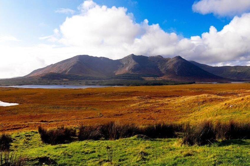 Wild Red Deer Viewing Safari, Connemara. Guided 3hrs