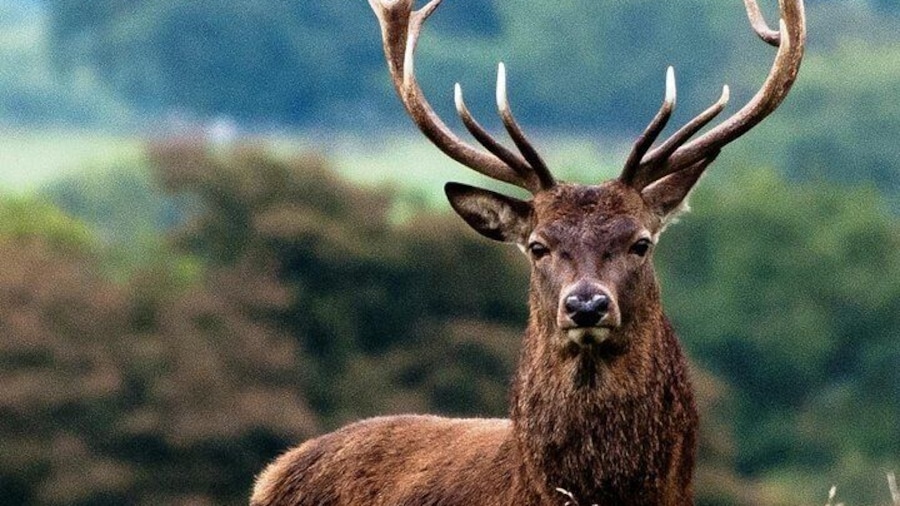 Wild Red Deer Viewing Safari, Connemara. Guided 3hrs