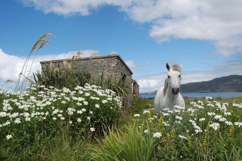 Connemara ponies in daisy field