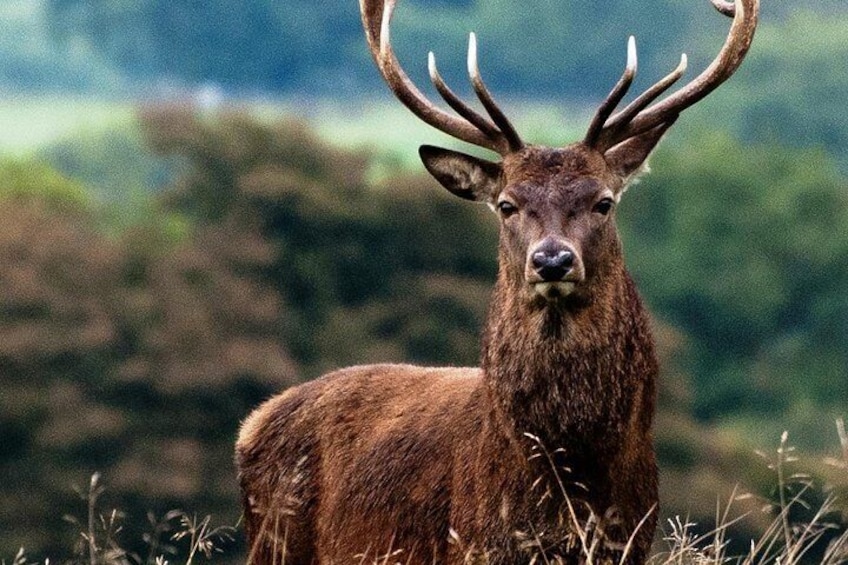 Red deer Connemara