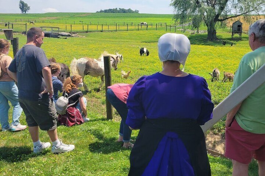 Authentic Tour & Meal with an Amish Family!