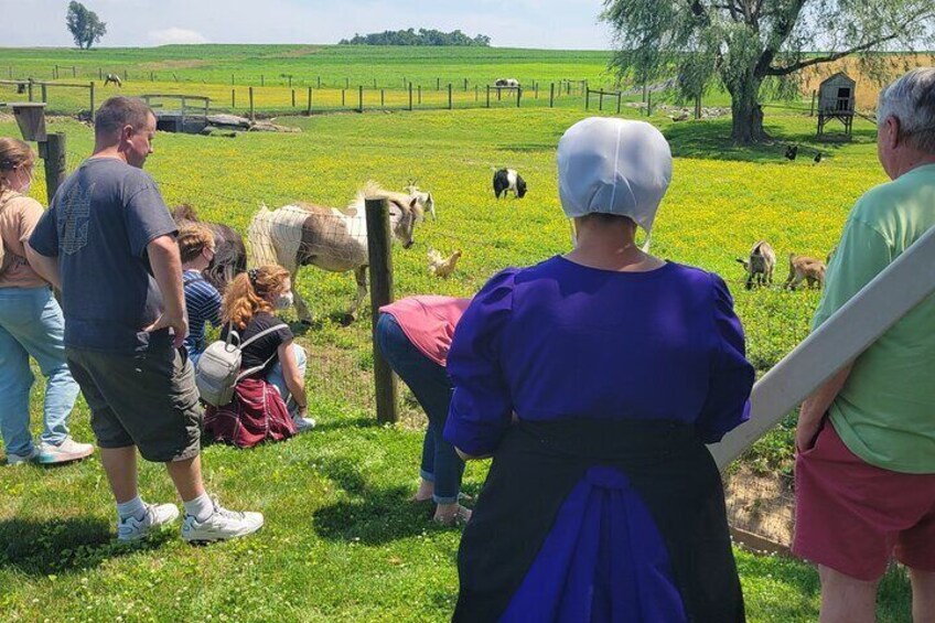 Authentic Tour & Meal with an Amish Family!