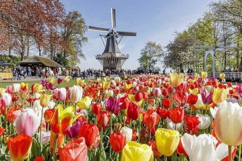 Got to love Holland: tulips and windmills