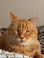 Värdens profilbild