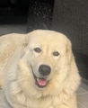 Host profile image