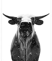Host profile image