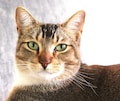 Host profile image