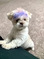 Host profile image