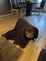 Värdens profilbild