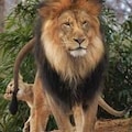 Image de profil de lâhĂŽte
