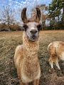 Foto de perfil del anfitrión