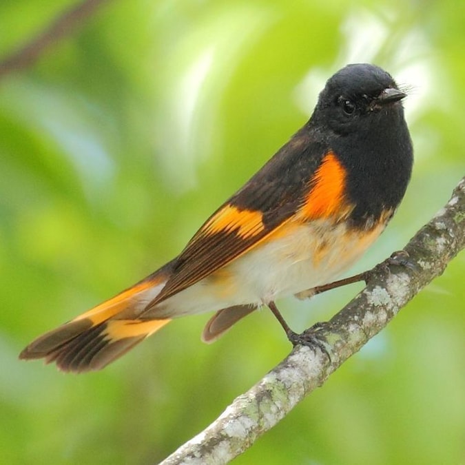 Colorful bird perched in lush greenery at Secret Woods Nature Center in Fort Lauderdale, Florida.