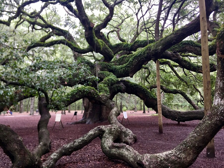 Majestic Angel Oak Tree with sprawling limbs on Johns Island near Charleston.