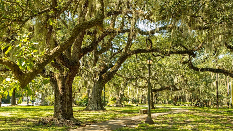 Shaded walking path with moss-covered trees on Lafitte Greenway, New Orleans.