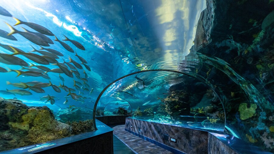 Ripley's Aquarium of the Smokies glass tunnel surrounded by sharks and marine life.