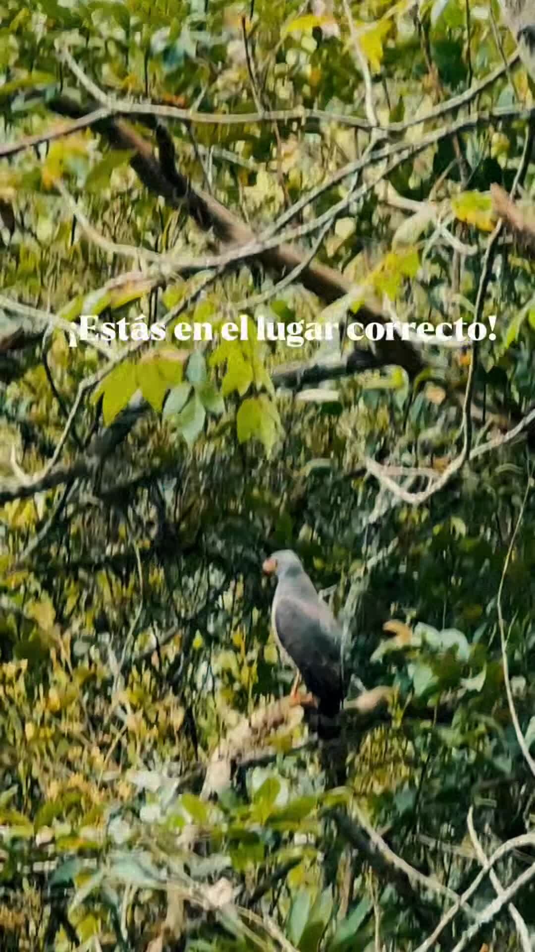 Vídeo da propriedade