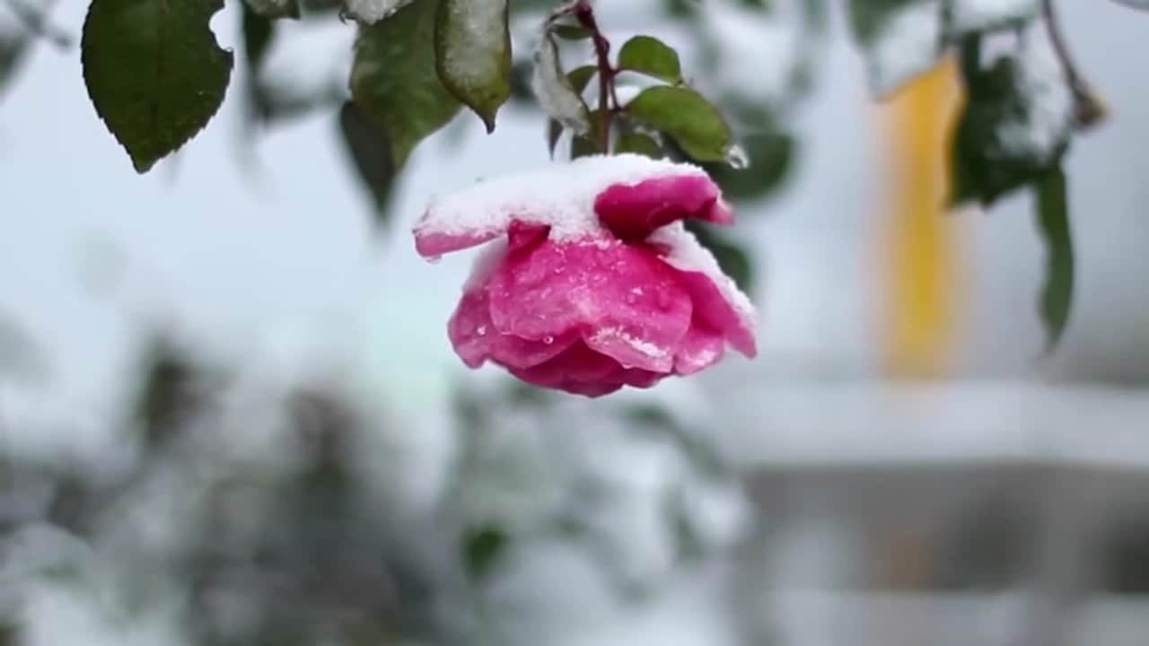 Property video