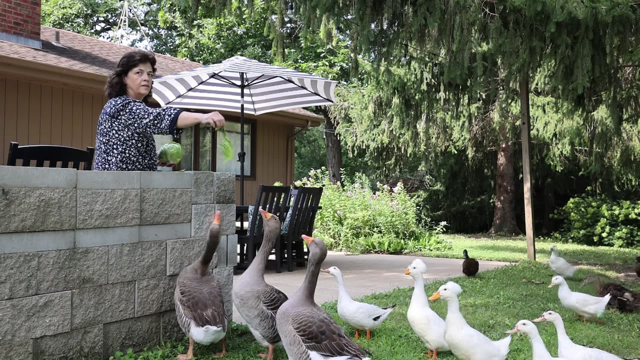 Property video