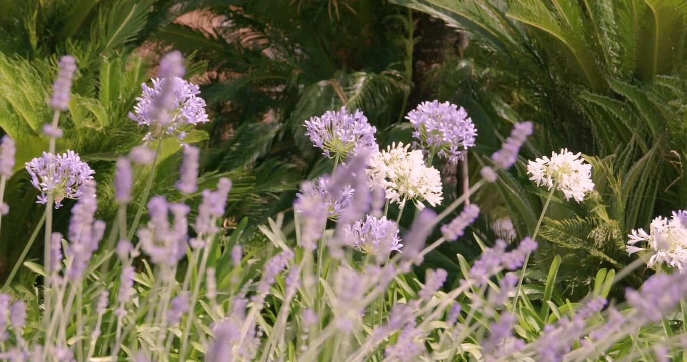 Vidéo de l’hébergement